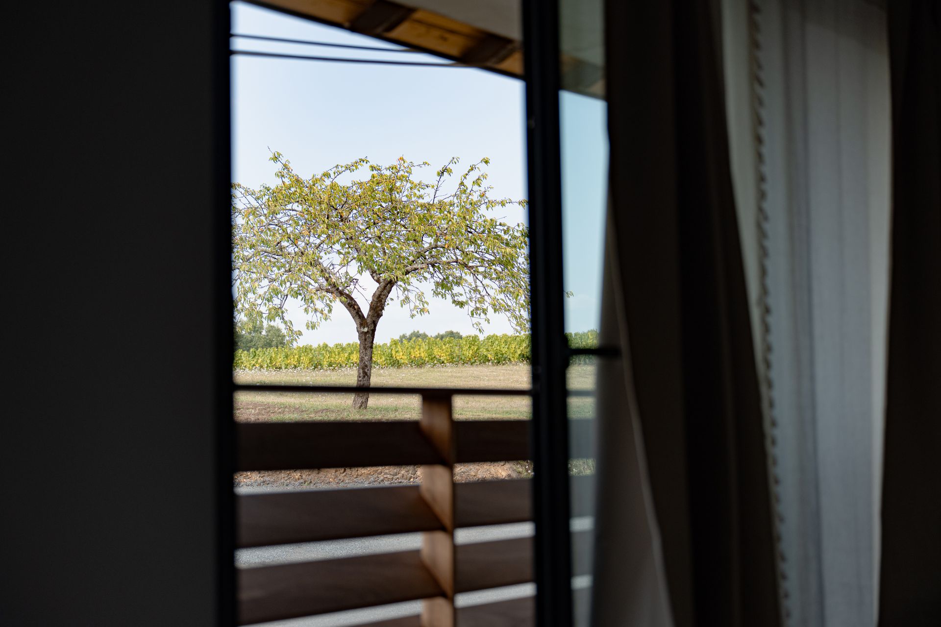 Les vignes vues depuis le gîte